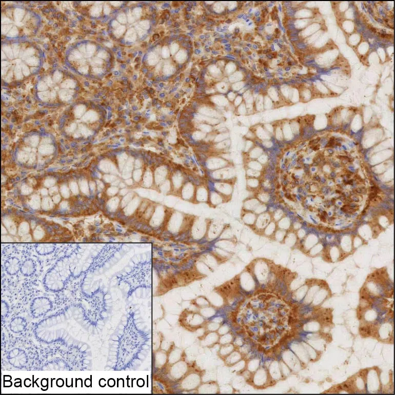 CD2AP Mouse Monoclonal Antibody - Size: 50µl