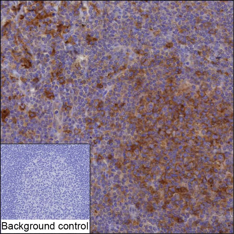 PAG1 Mouse Monoclonal Antibody - Size: 50µl