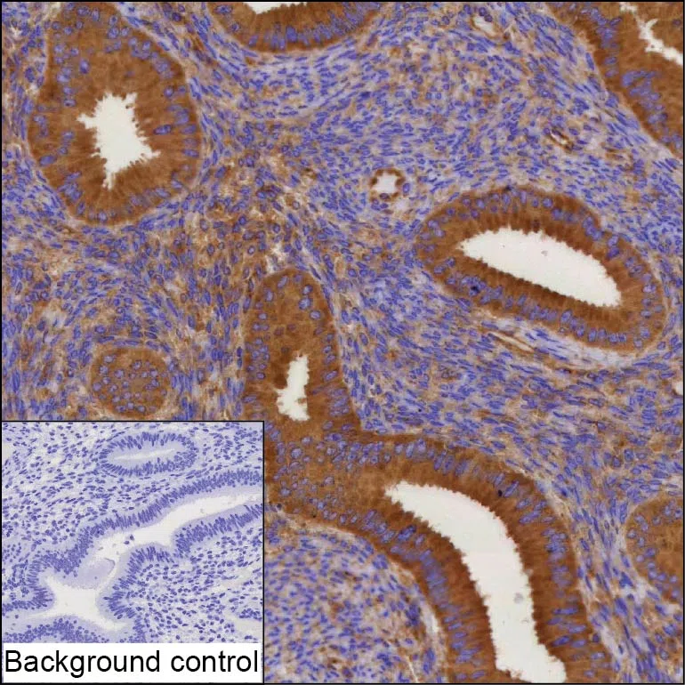 DCTN2 Mouse Monoclonal Antibody - Size: 50µl