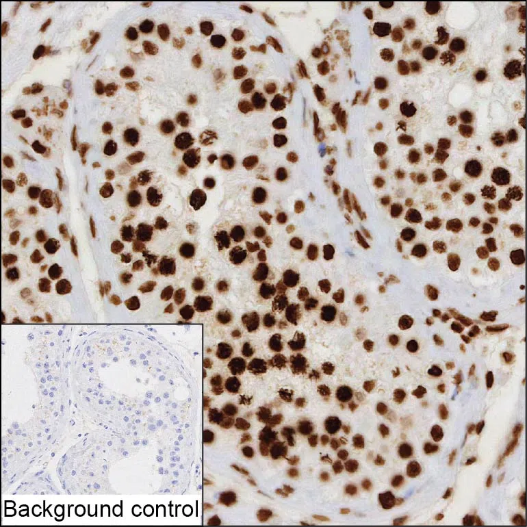 MAST4 Mouse Monoclonal Antibody - Size: 100µl