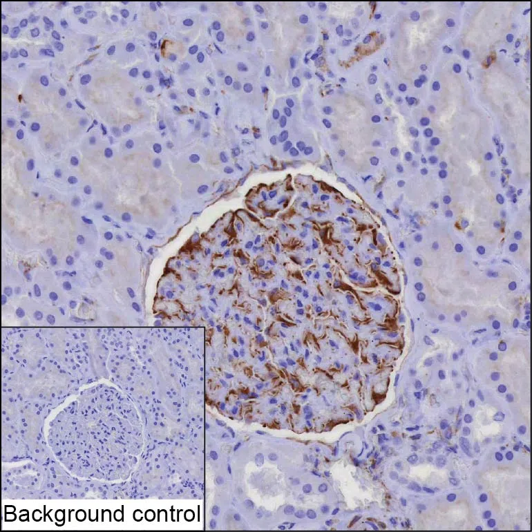 IGF1 Mouse Monoclonal Antibody - Size: 100µl