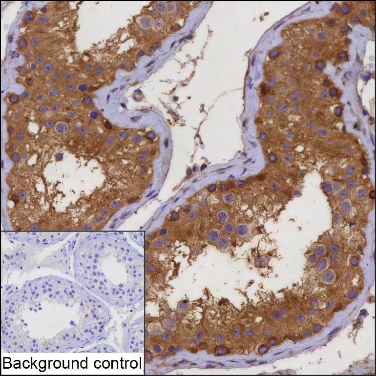 WDR59 Mouse Monoclonal Antibody - Size: 50µl