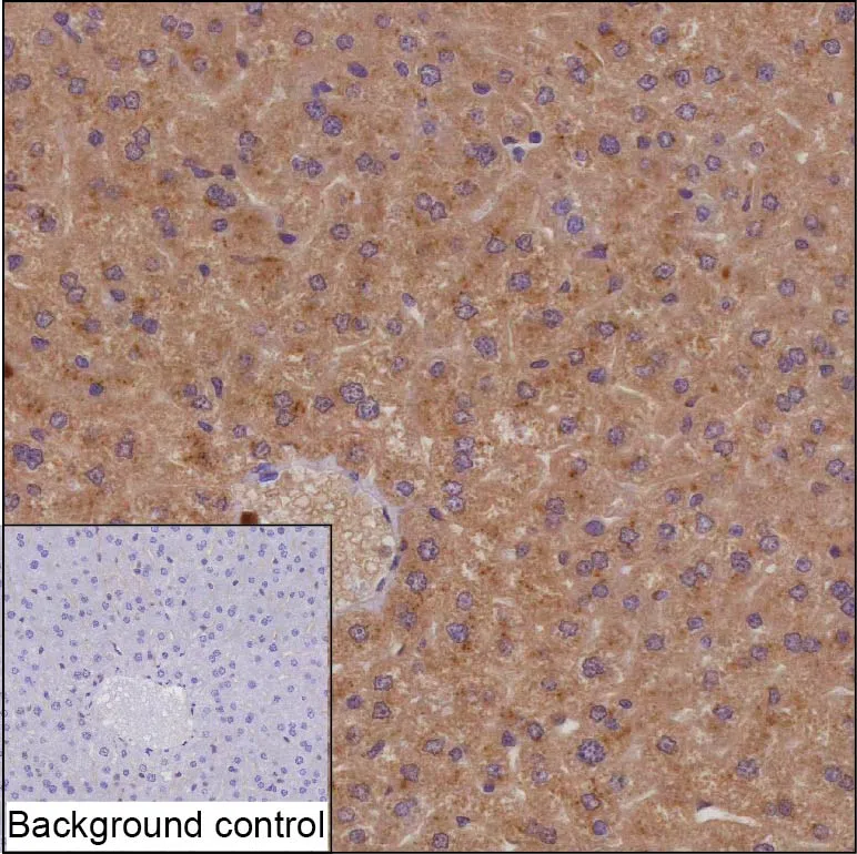 Rapgef4 Mouse Monoclonal Antibody - Size: 50µl