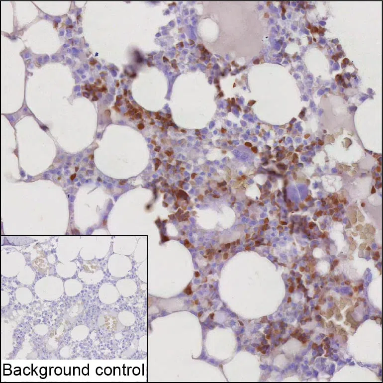 DEFA1 Mouse Monoclonal Antibody - Size: 50µl