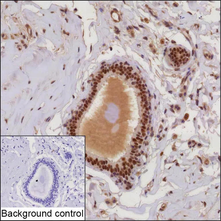 TRPS1 Mouse Monoclonal Antibody - Size: 50µl