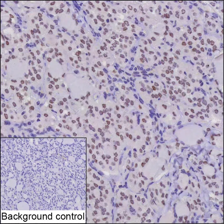 MACROH2A2 Mouse Monoclonal Antibody - Size: 100µl