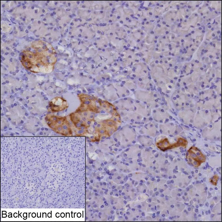 SCG5 Mouse Monoclonal Antibody - Size: 100µl