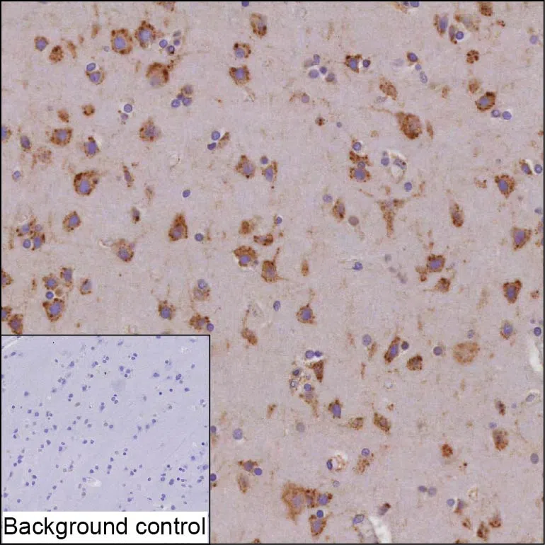 CDC42BPB Mouse Monoclonal Antibody - Size: 100µl