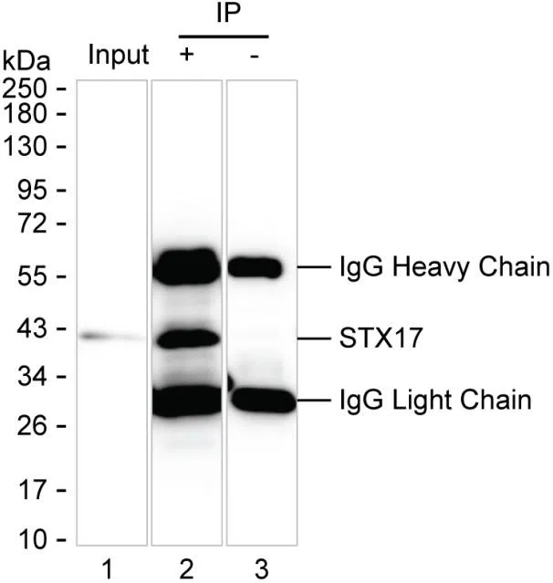 STX17 Mouse Monoclonal Antibody - Size: 50µl