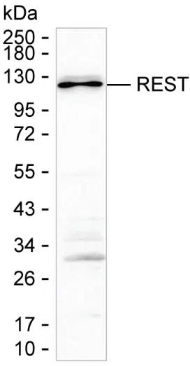 REST Mouse Monoclonal Antibody - Size: 100µl