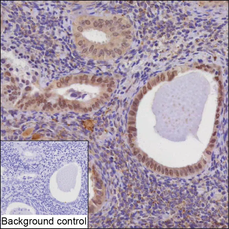 MLH3 Mouse Monoclonal Antibody - Size: 50µl