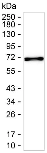 LTB Mouse Monoclonal Antibody - Size: 50µl