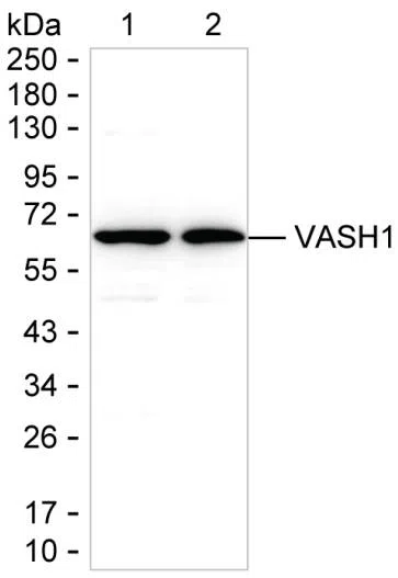 VASH1 Mouse Monoclonal Antibody - Size: 50µl