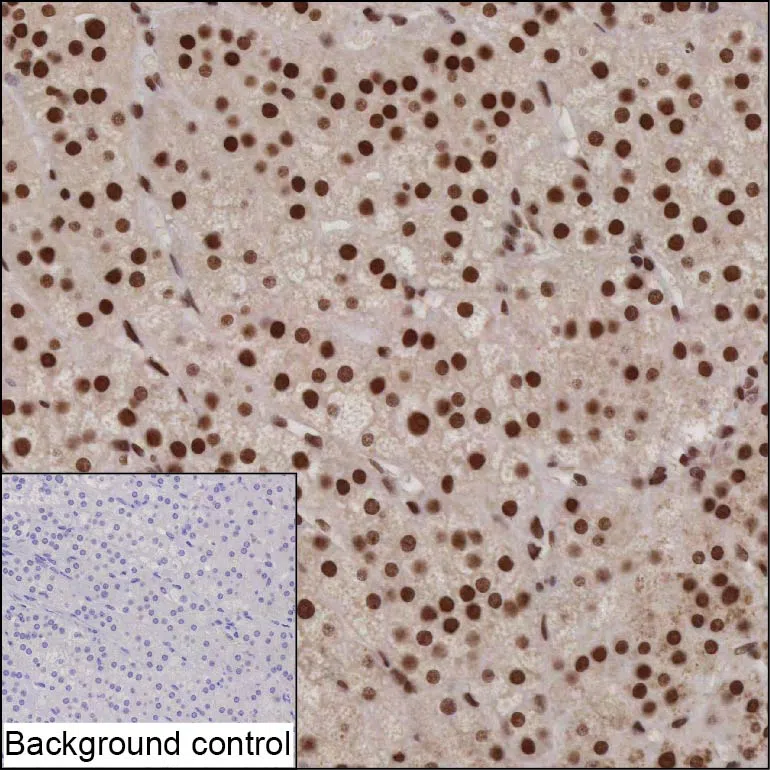ZFP90 Mouse Monoclonal Antibody - Size: 100µl