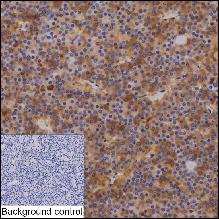 LHB Mouse Monoclonal Antibody - Size: 50µl
