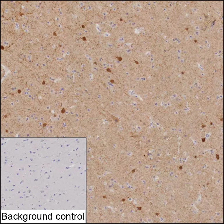 CPLX1 Mouse Monoclonal Antibody - Size: 100µl