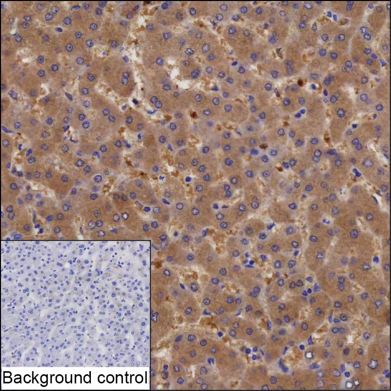SULT1A1 Mouse Monoclonal Antibody - Size: 100µl