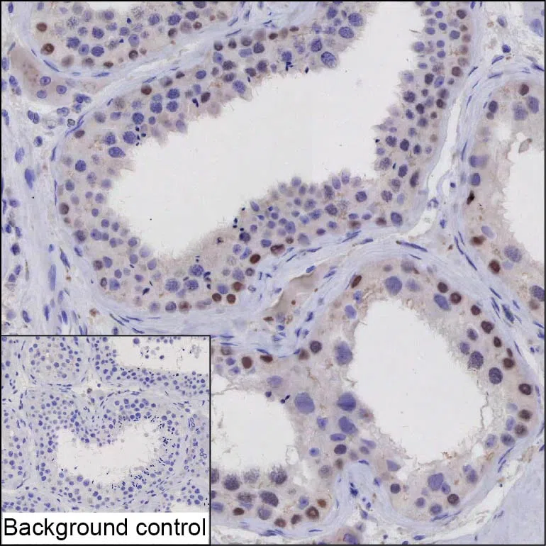 DPPA4 Mouse Monoclonal Antibody - Size: 100µl