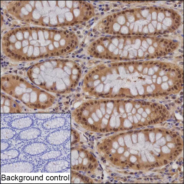 PSMA1 Mouse Monoclonal Antibody - Size: 50µl