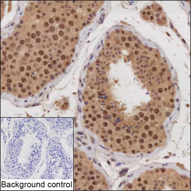 ARID4B Mouse Monoclonal Antibody - Size: 100µl