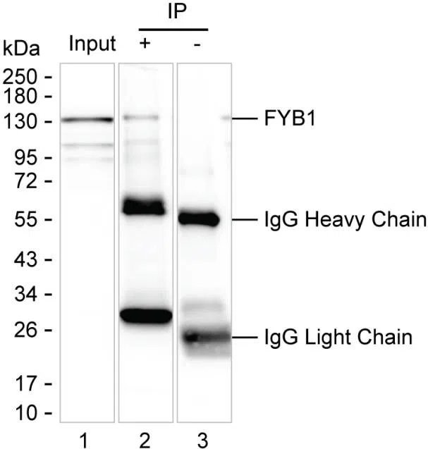 FYB1 Mouse Monoclonal Antibody - Size: 100µl