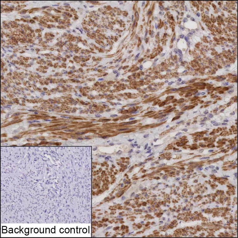 PDZRN4 Mouse Monoclonal Antibody - Size: 100µl