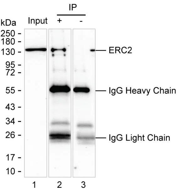 ERC2 Mouse Monoclonal Antibody - Size: 100µl