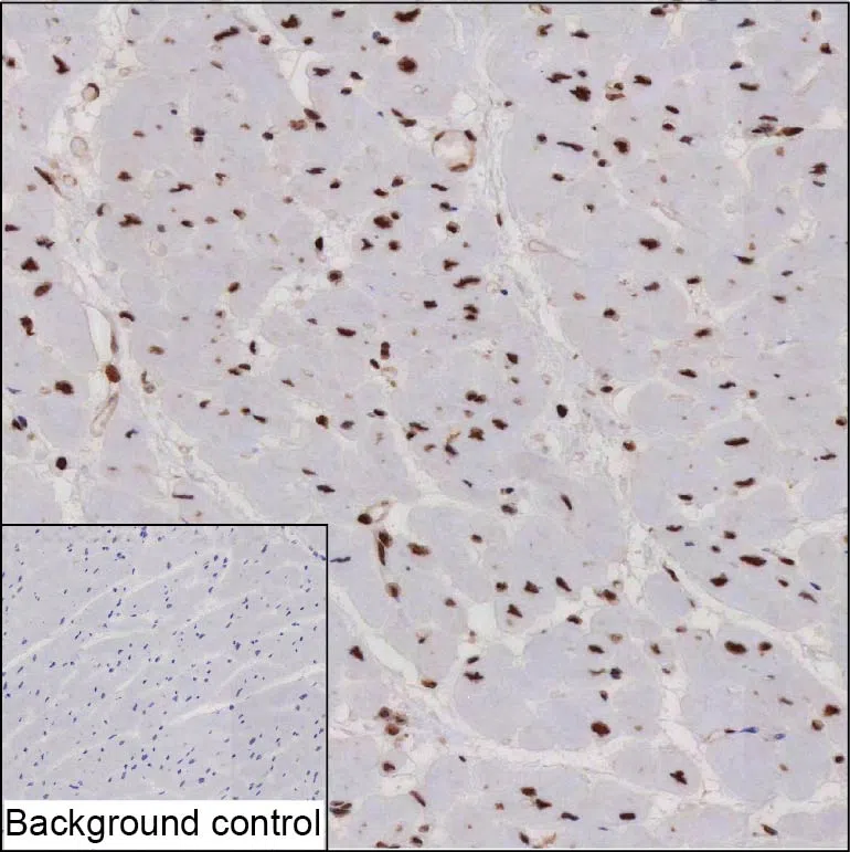 RECQL Mouse Monoclonal Antibody - Size: 100µl