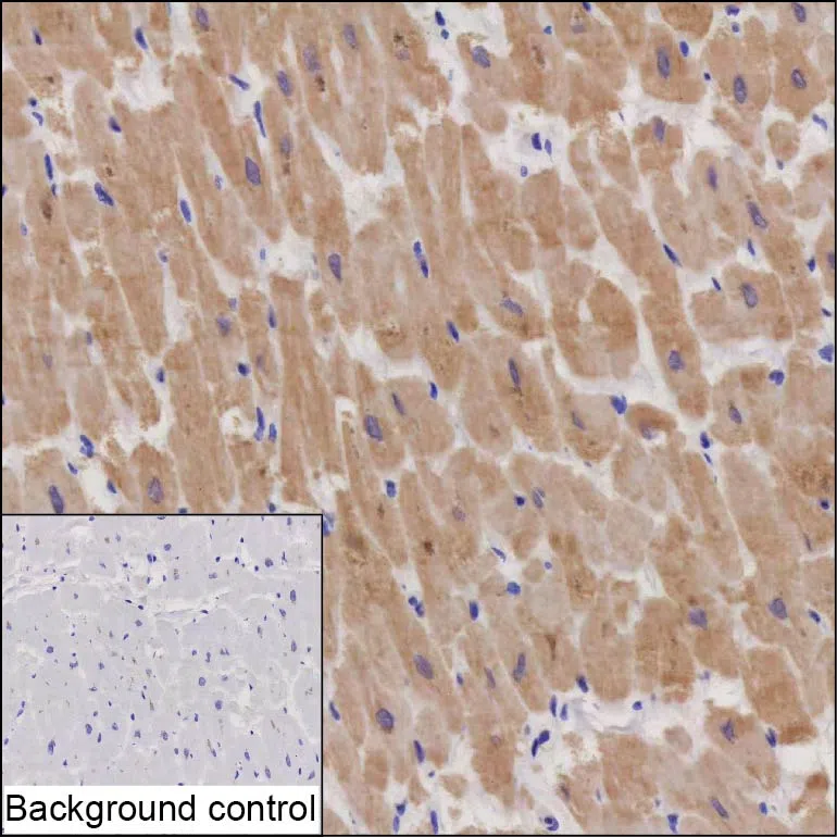 STX8 Mouse Monoclonal Antibody - Size: 100µl