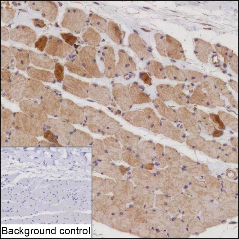 NEB Mouse Monoclonal Antibody - Size: 100µl