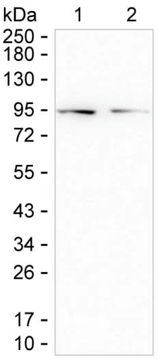 CDH15 Mouse Monoclonal Antibody - Size: 50µl
