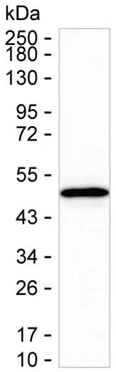 SERPINB8 Mouse Monoclonal Antibody - Size: 100µl
