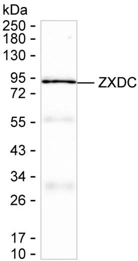 ZXDC Mouse Monoclonal Antibody - Size: 100µl