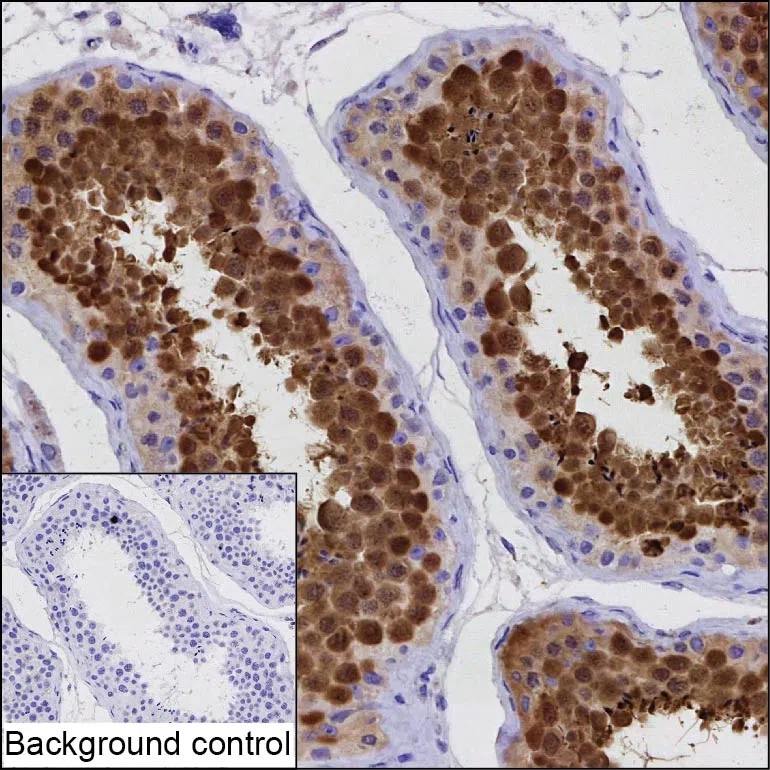 HSPA2 Mouse Monoclonal Antibody - Size: 50µl