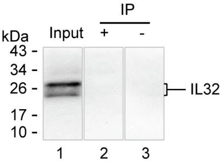 IL32 Mouse Monoclonal Antibody - Size: 100µl