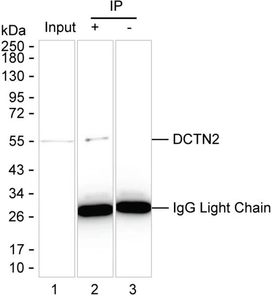 DCTN2 Mouse Monoclonal Antibody - Size: 100µl