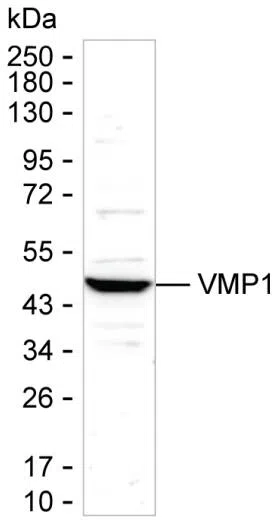 VMP1 Mouse Monoclonal Antibody - Size: 100µl