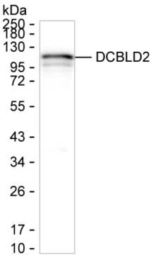 DCBLD2 Mouse Monoclonal Antibody - Size: 50µl