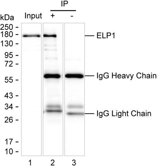 ELP1 Mouse Monoclonal Antibody - Size: 100µl