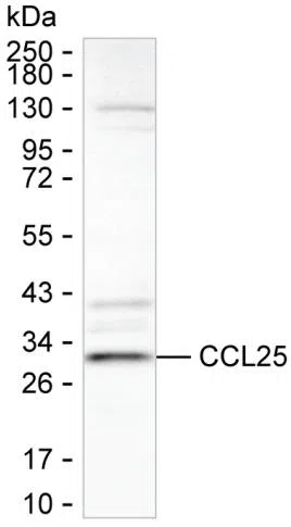 CCL25 Mouse Monoclonal Antibody - Size: 100µl
