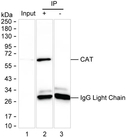CAT Mouse Monoclonal Antibody - Size: 100µl