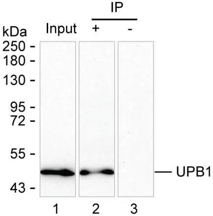 UPB1 Mouse Monoclonal Antibody - Size: 100µl