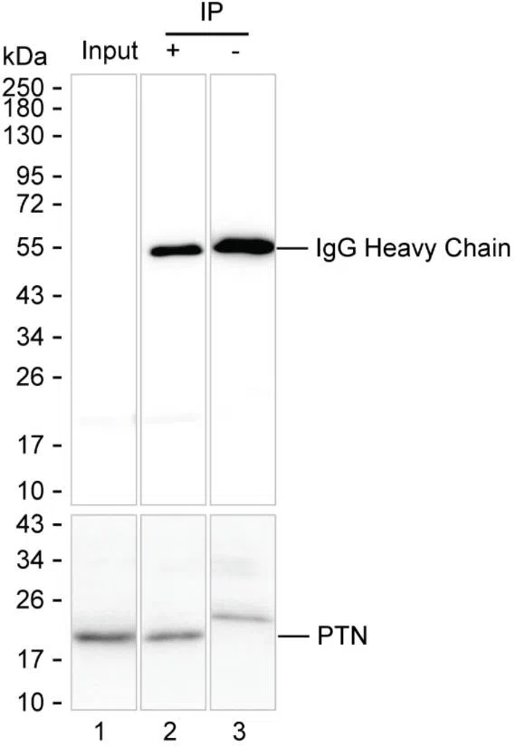 PTN Mouse Monoclonal Antibody - Size: 100µl