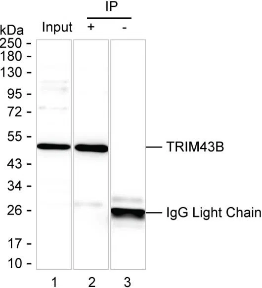 TRIM43B Mouse Monoclonal Antibody - Size: 100µl