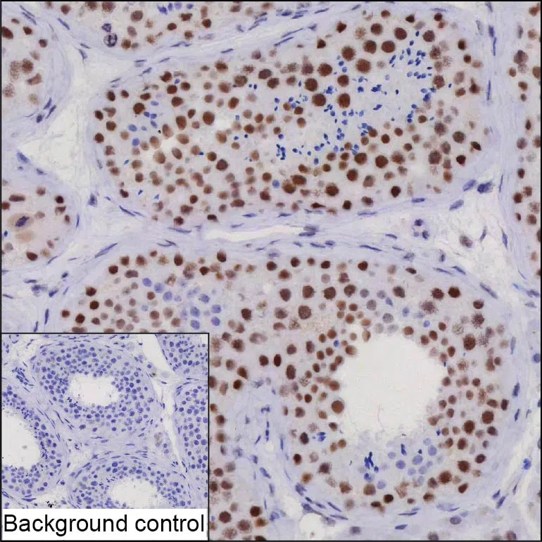 WAPL Mouse Monoclonal Antibody - Size: 100µl