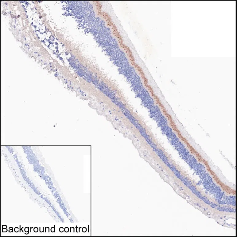 PCARE Mouse Monoclonal Antibody - Size: 50µl