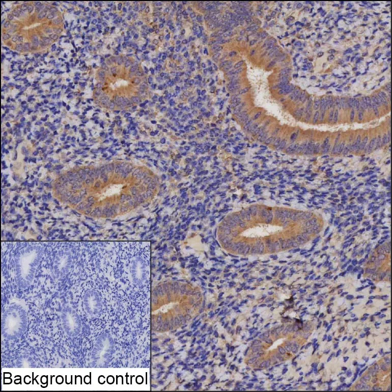 RNF150 Mouse Monoclonal Antibody - Size: 100µl