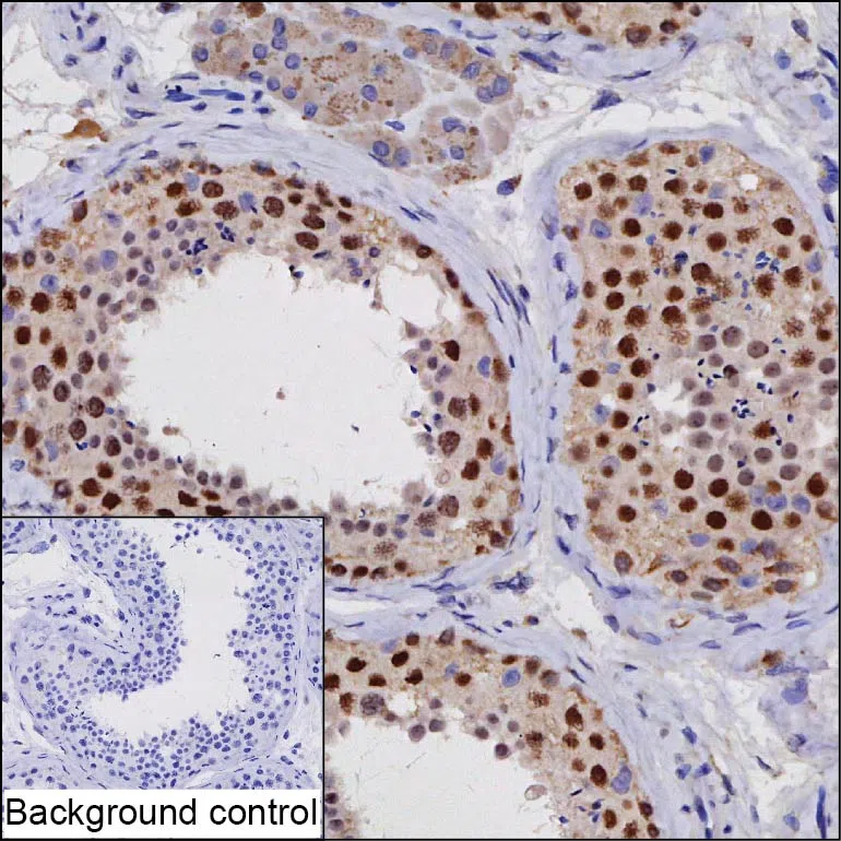 PSMC3IP Mouse Monoclonal Antibody - Size: 50µl