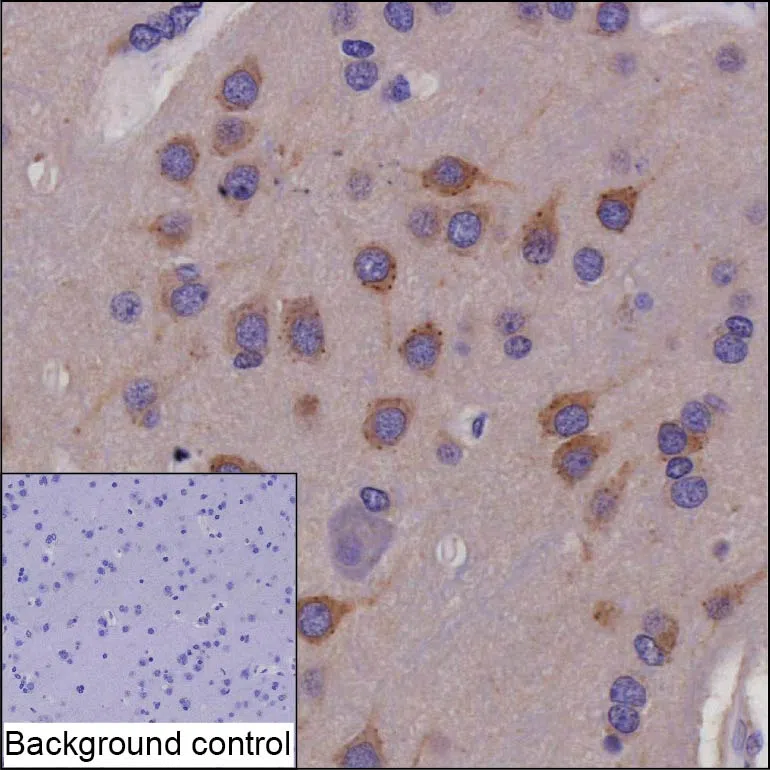 PRKAR1B Mouse Monoclonal Antibody - Size: 50µl