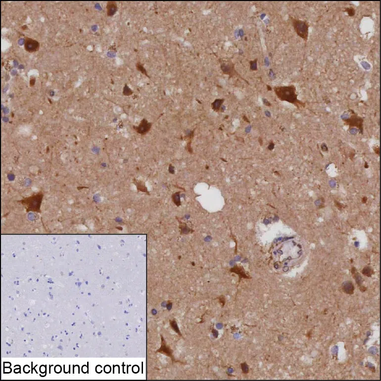 GPC5 Mouse Monoclonal Antibody - Size: 100µl